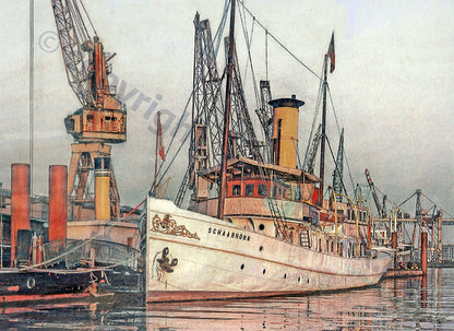 Schaarhörn fest im Hafen